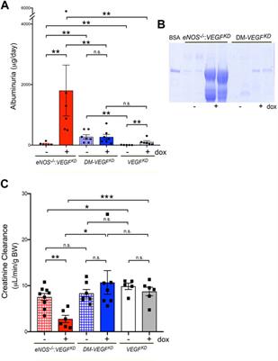 Podocyte VEGF-A Knockdown Induces Diffuse Glomerulosclerosis in Diabetic and in eNOS Knockout Mice